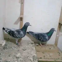 دو تاماده سبز عطیقه