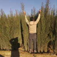 سرو ناز ازگیل|خدمات باغبانی و درختکاری|شیراز, لاله|دیوار