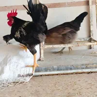 مرغ وخروس عربی|حیوانات مزرعه|اهواز, کوی مهدیس|دیوار