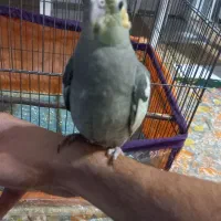 عروس هلندی