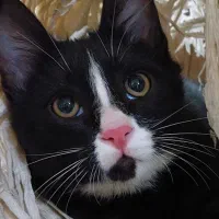 واگذاری،گربه تاکسیدو،۴ماهه،نر