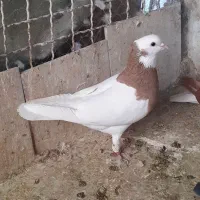 کبوتر طوقی زیل دمسفیدماده کبود شامی|پرنده|قزوین, |دیوار