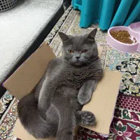 بیریتیش شجره دار|گربه|مشکین‌دشت, |دیوار