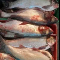 فروش ماهی قزل