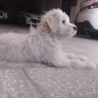 واگذاری سگ نر|سگ|گرمدره, |دیوار