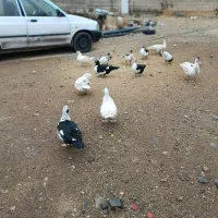 فروش اردک اسراییلی|حیوانات مزرعه|سیلاخور, |دیوار