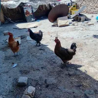 مرغ تخم گذار نژاد دیلگونی