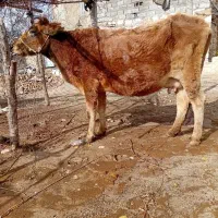 دو رس گاو و گوساله نر به فروش می رسد
