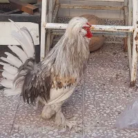 مرغ خروس سلطان و عروس  و کبوتر