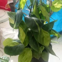 پتوس اسکاندیس ابلق