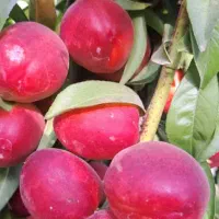 نهالستان پالیز دارای ارقام متنوع نهال های دیرگل|خدمات باغبانی و درختکاری|سرعین, |دیوار