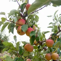 4 هکتار باغ انگور و سیب|فروش زمین و ملک کلنگی|محمدشهر, محمدشهر|دیوار
