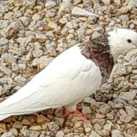 تعدادی کبوتر رنگی|پرنده|آبدان, |دیوار