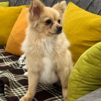 سگ پامر|سگ|بهبهان, |دیوار