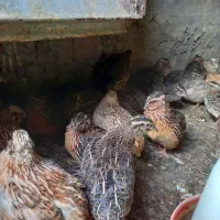 بلدرچین۴۰روزه