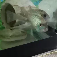 جفت مولد بلو آکارا بسیار درشت و خوش پترن و رنگ