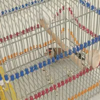 سهره سرسیاه و کرمونی رام وحش|پرنده|فسا, |دیوار