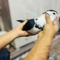 کفتر نر