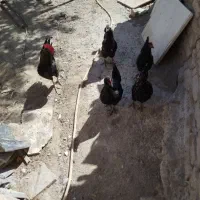 مرغ|حیوانات مزرعه|تربت‌حیدریه, کلاته توکلی|دیوار