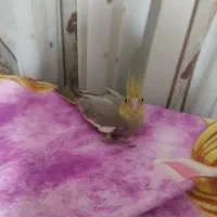 جوجه تازه دونخور دوماهه|پرنده|قم, هفت تیر|دیوار