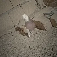 کفتر یا کبوتر طوقی|پرنده|الوند, |دیوار