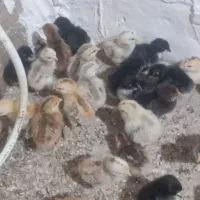 جوجه محلی کرچ شو یک روزه،۷روزه،۲۸روزه،۶۰روزه