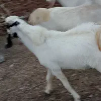 رودان برنطین|حیوانات مزرعه|رودان, |دیوار