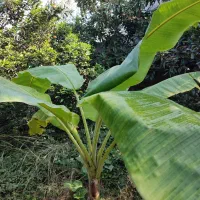 درخت موز|گل و گیاه طبیعی|محمودآباد, |دیوار