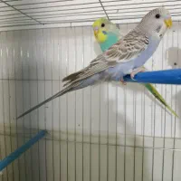 یک جفت مرغ عشق|پرنده|ایرانشهر, |دیوار