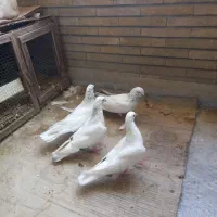 کبوتر