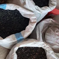 تخمه آفتابگردان|خوردنی و آشامیدنی|تربت‌حیدریه, رجایی|دیوار