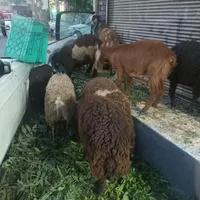 قصابی در محل