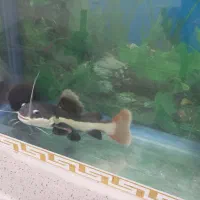 ماهی ردتیل و پهن کوسی شکاری