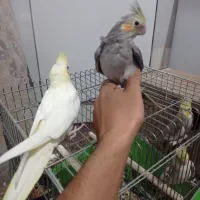 عروس هلندی|پرنده|تاکستان, |دیوار