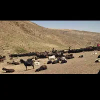 ‌««گوسفندزنده »»ارسال درب منزل