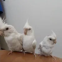 عروس هلندی آلبینو سخنگو|پرنده|الوند, |دیوار