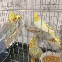 عروس هلندی خانواده
