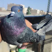 کفتر زاغ|پرنده|قرچک, زیبا شهر|دیوار