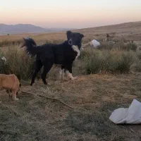 سگ قدردانی اصل