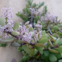 جفت مولد فنچ نرگسی