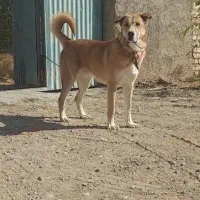 واگذاری سگ نگهبان عراقی|سگ|زاویه, |دیوار