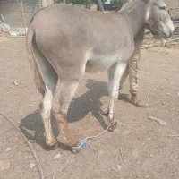 خریاالاغ گم شده