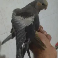 عروس هلندی