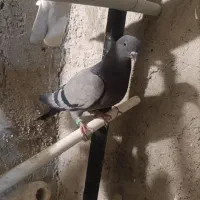 ۸ کفتر غریب گیری یه جای یه تومن|پرنده|اندیشه, شهرک المهدی|دیوار