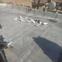 کبوتر پرشی|پرنده|اصفهان, مسجد مصلی|دیوار