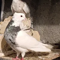 کفتر هفت رنگ|پرنده|آشخانه, |دیوار