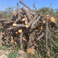 خریدار چوب باغی|خدمات باغبانی و درختکاری|شیراز, صنایع الکترونیک|دیوار