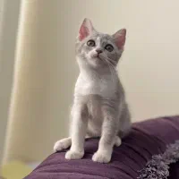 گربه اسکاتیش