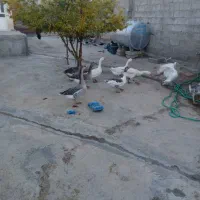 غاز|حیوانات مزرعه|فیروزآباد (لرستان), |دیوار