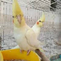 جوجه عروس هلندی لوتینو زعفرونی